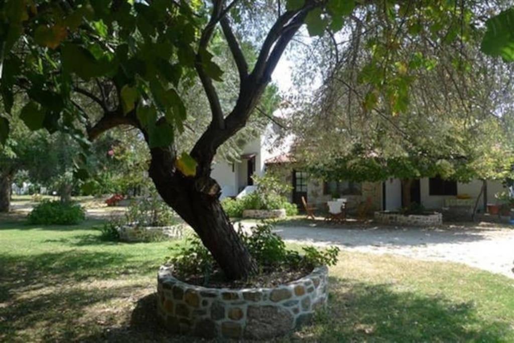 Traditionelles Appartement Athos Shadow Am Meer Paralia Sikias Exterior photo